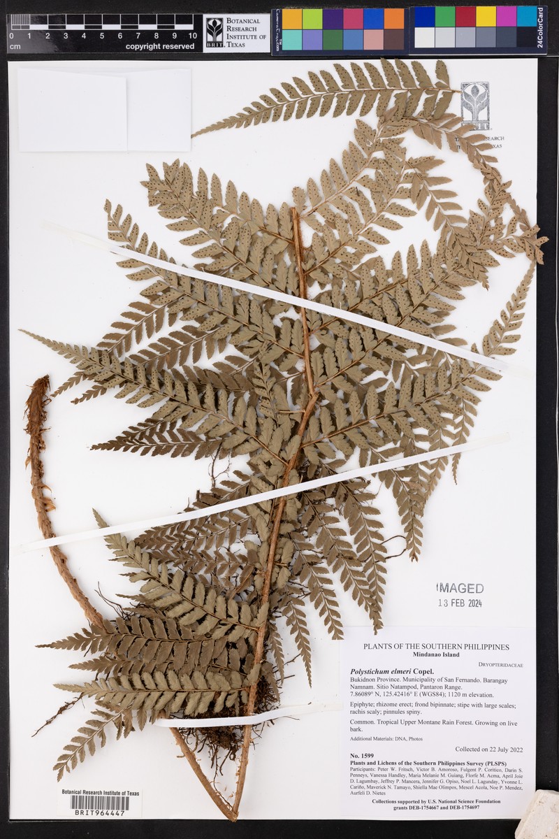 Polystichum elmeri photo 4