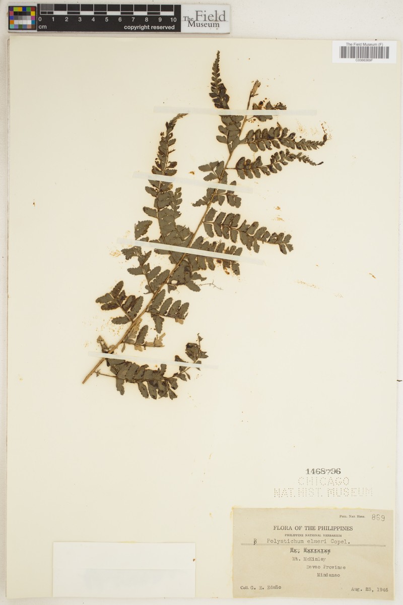 Polystichum elmeri photo 5
