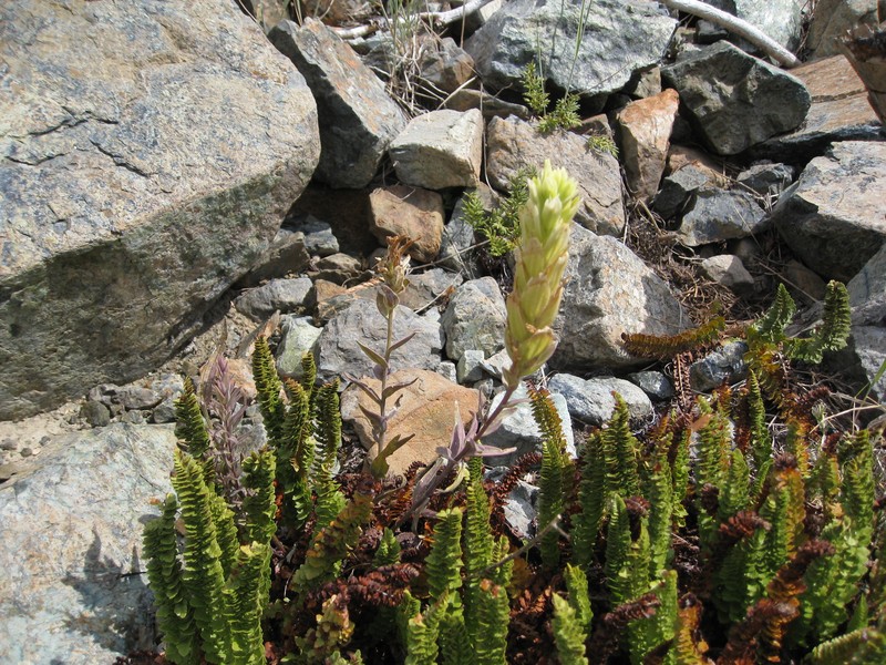 Polystichum elmeri