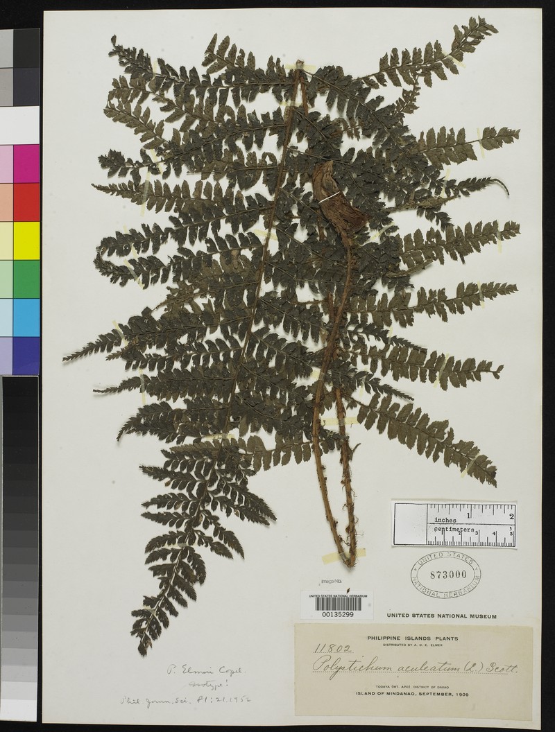 Polystichum elmeri photo 6