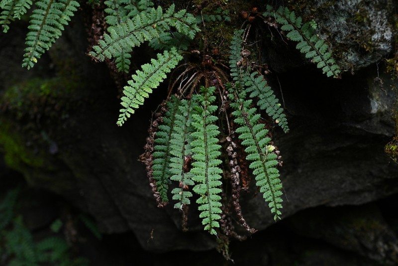 Polystichum erosum