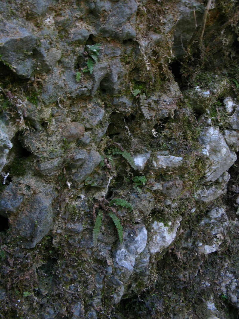 Polystichum erosum photo 2