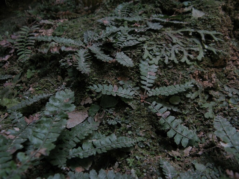 Polystichum erosum photo 3