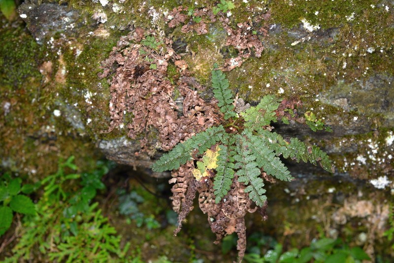 Polystichum erosum photo 4