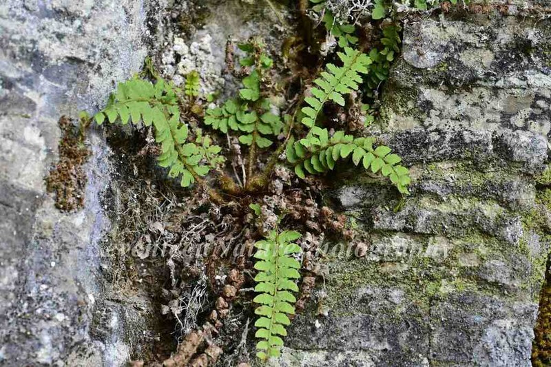 Polystichum erosum photo 5