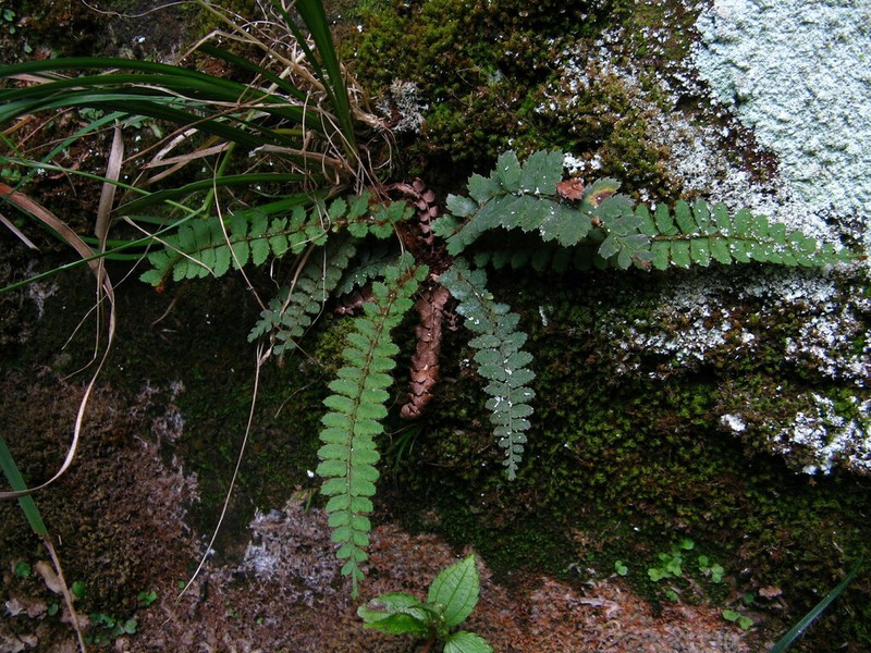 Polystichum erosum photo 6