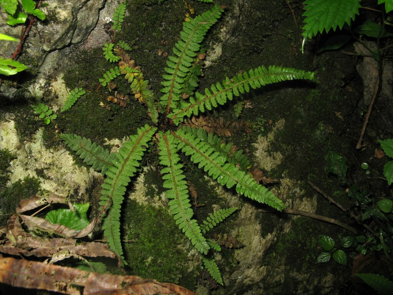 Polystichum erosum photo 7