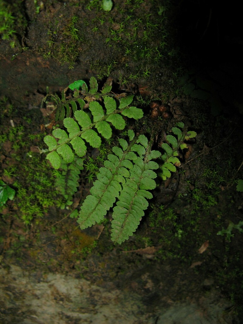 Polystichum erosum photo 8