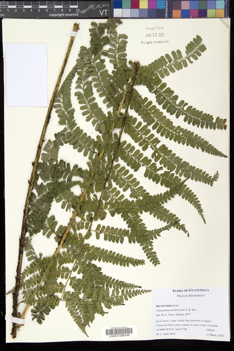 Polystichum erythrosorum