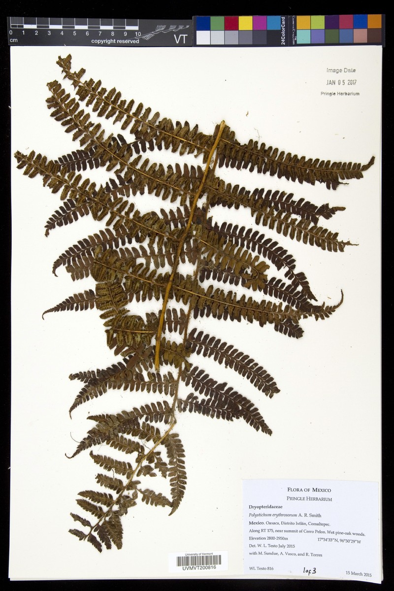 Polystichum erythrosorum photo 2