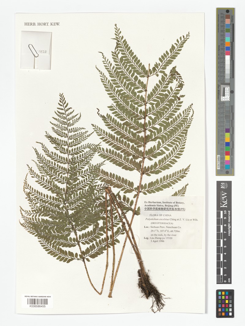 Polystichum excelcior