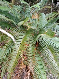 Polystichum falcinellum
