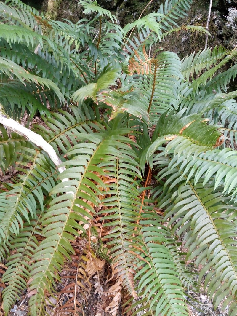 Polystichum falcinellum
