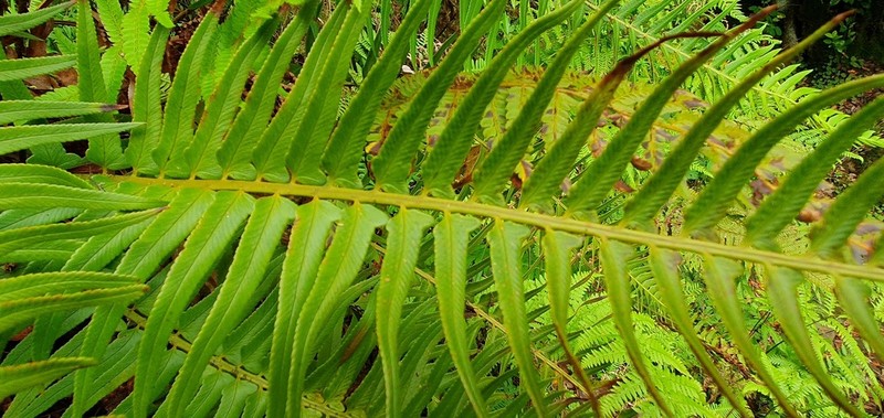 Polystichum falcinellum photo 2