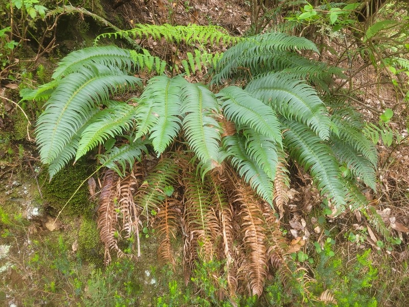Polystichum falcinellum photo 3