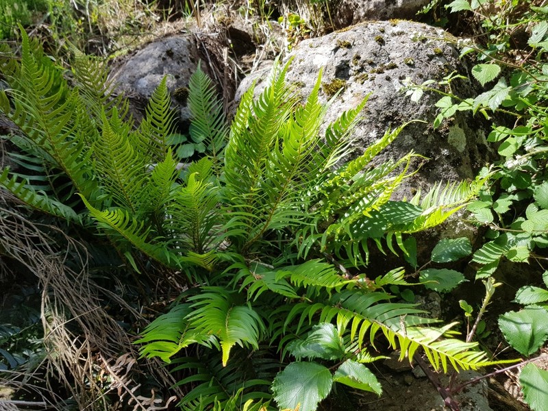 Polystichum falcinellum photo 4