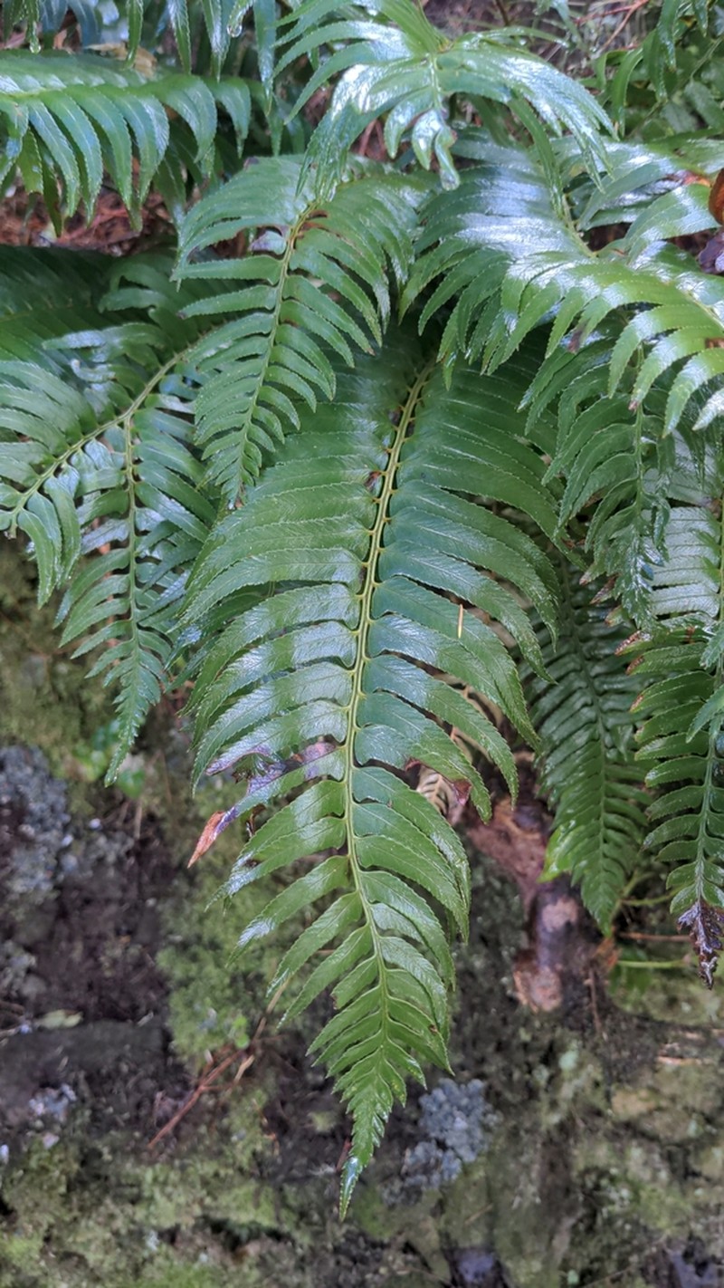 Polystichum falcinellum photo 5