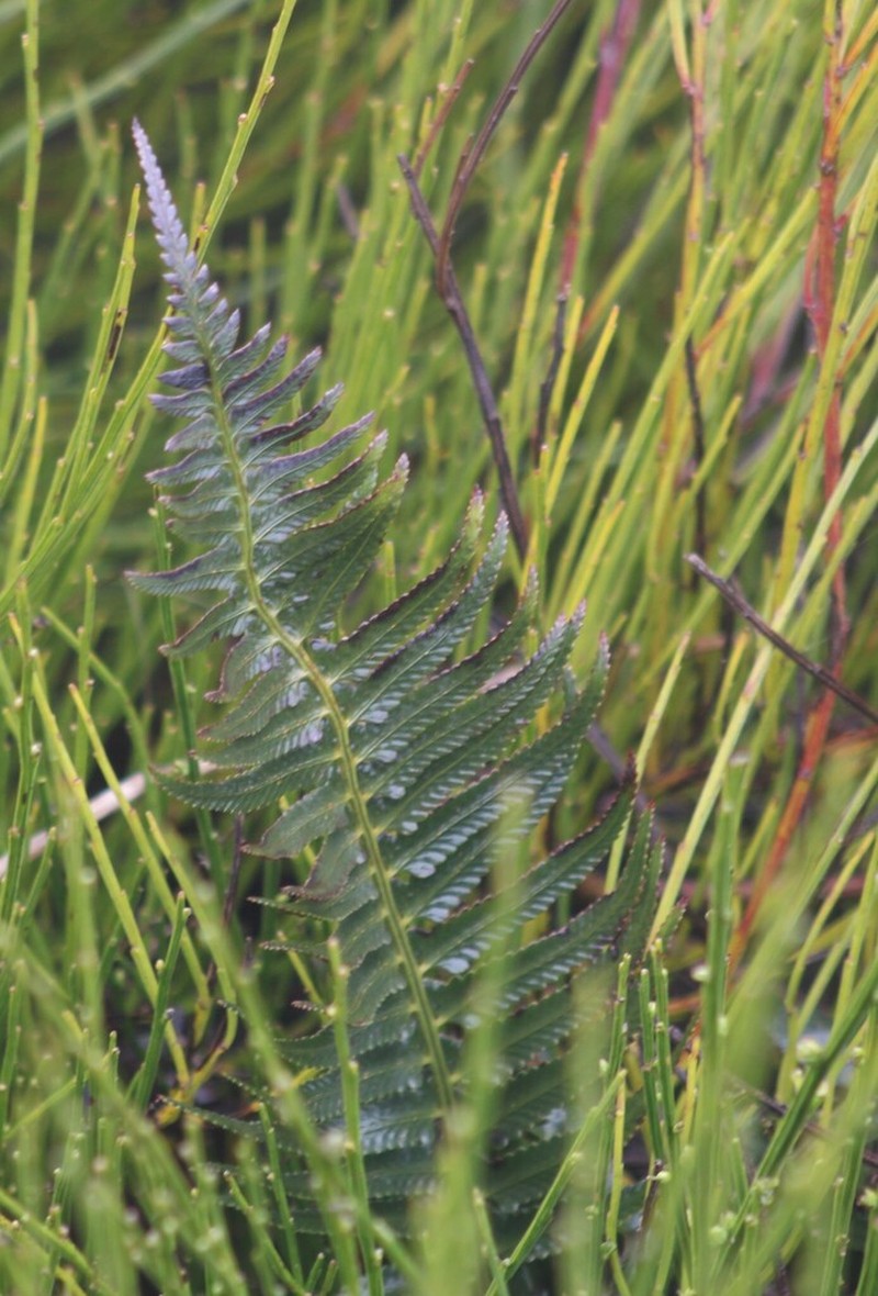 Polystichum falcinellum photo 6