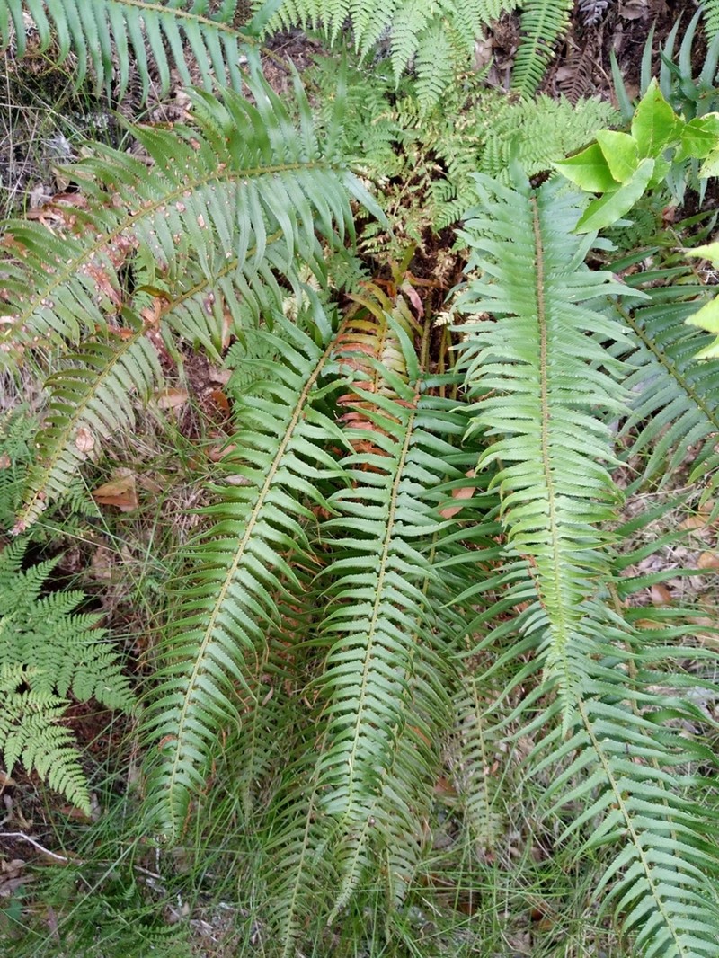 Polystichum falcinellum photo 7