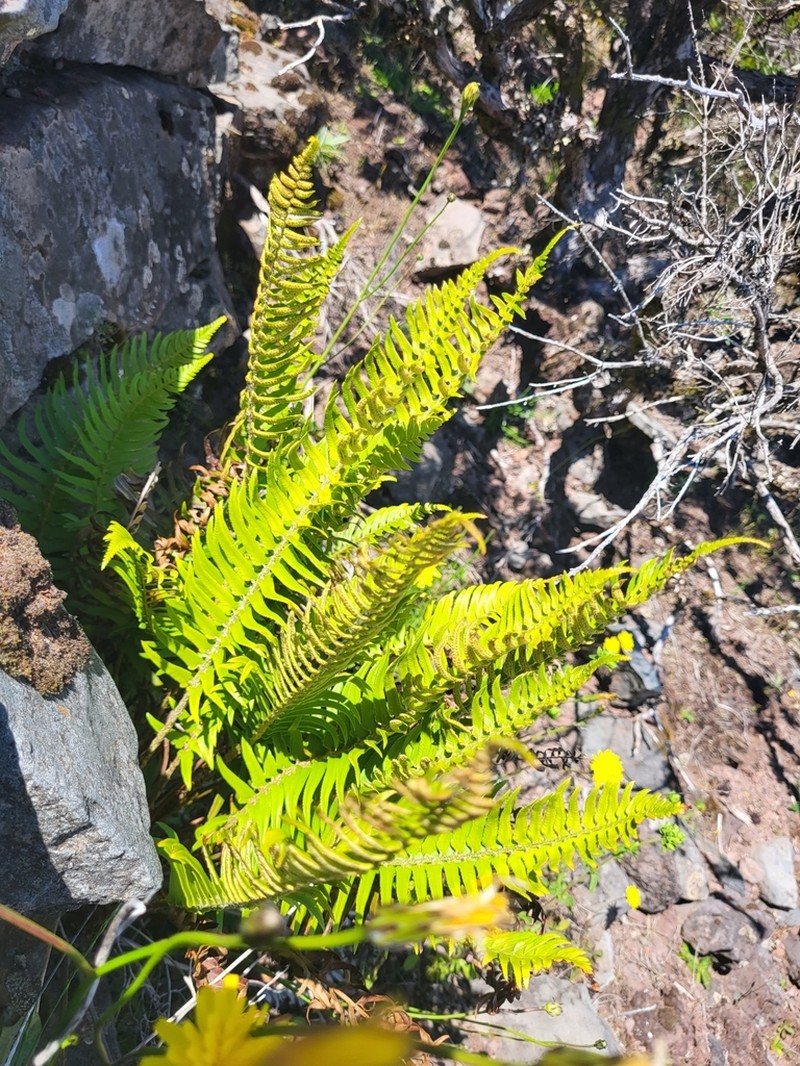 Polystichum falcinellum photo 8