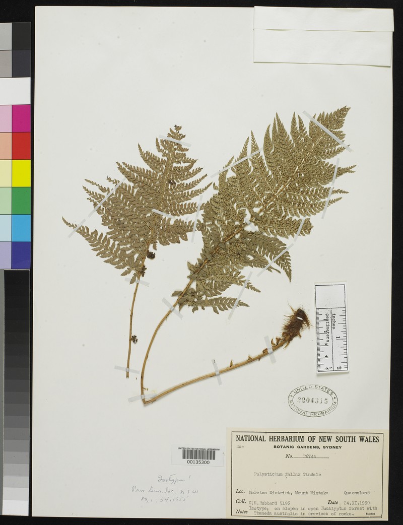 Polystichum fallax photo 2