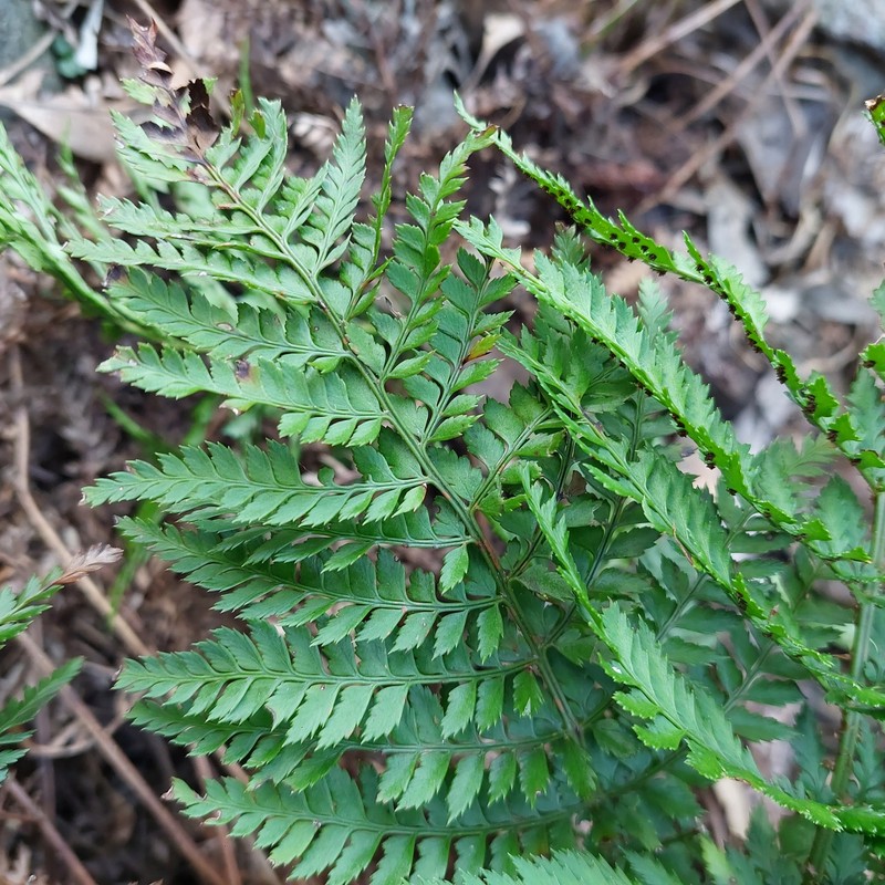 Polystichum fallax photo 3