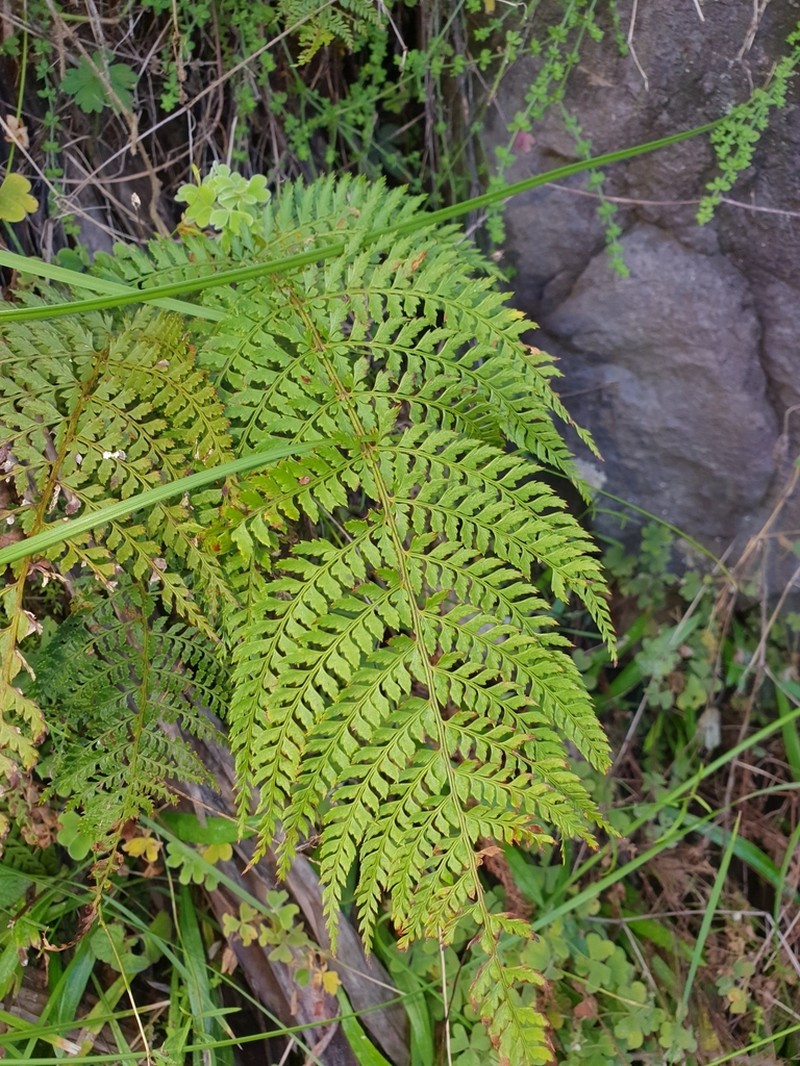 Polystichum fallax photo 4
