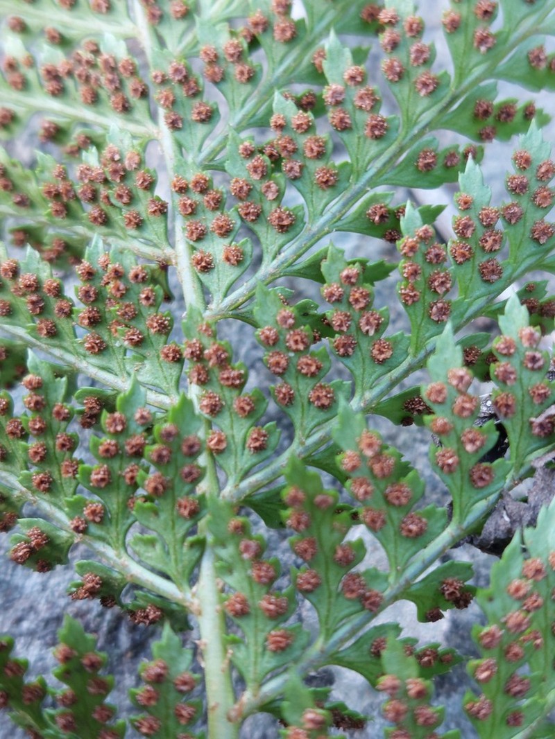 Polystichum fallax photo 5