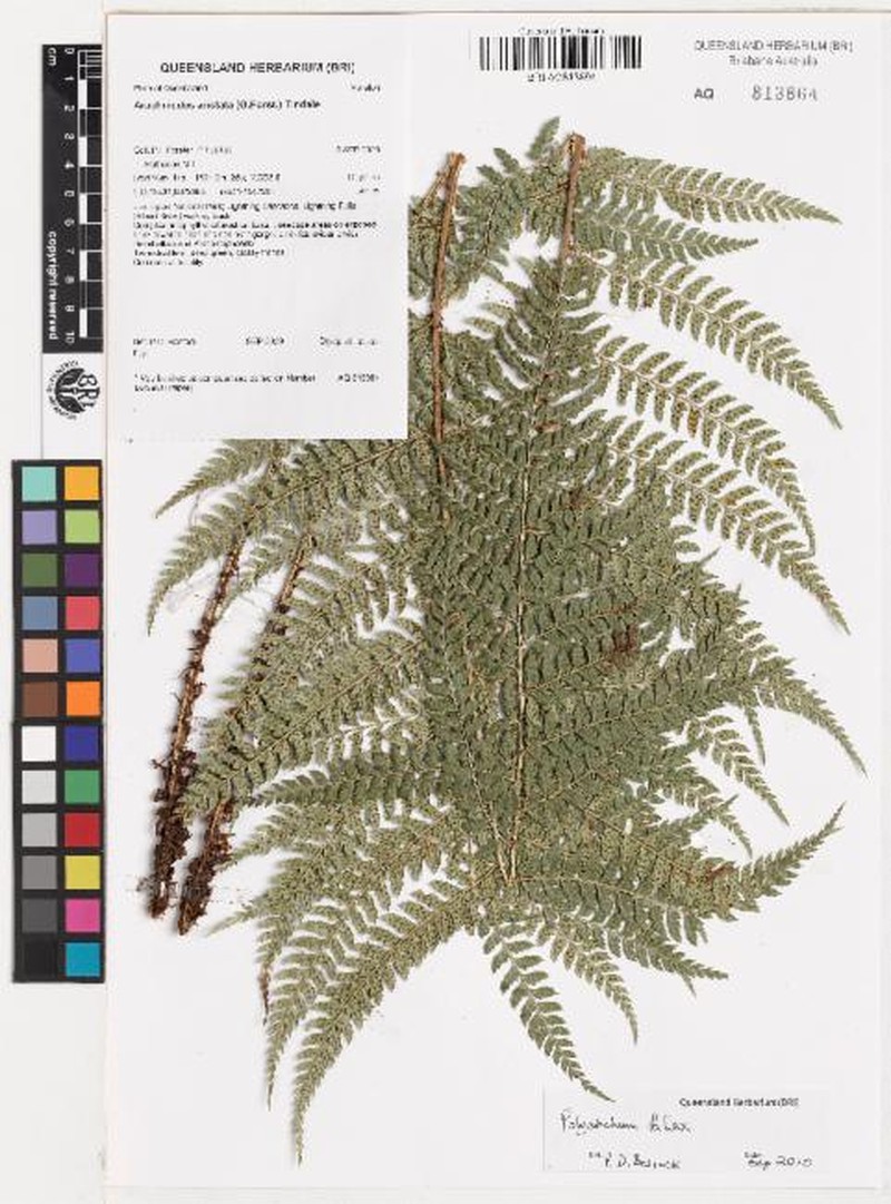 Polystichum fallax photo 6