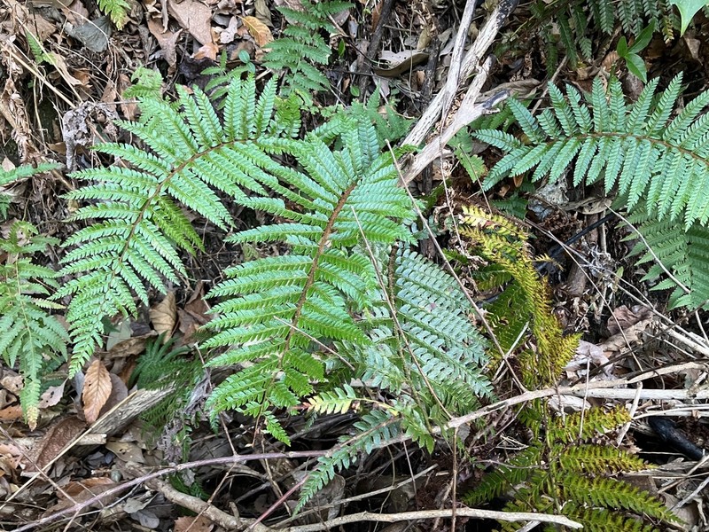 Polystichum fibrillosopaleaceum