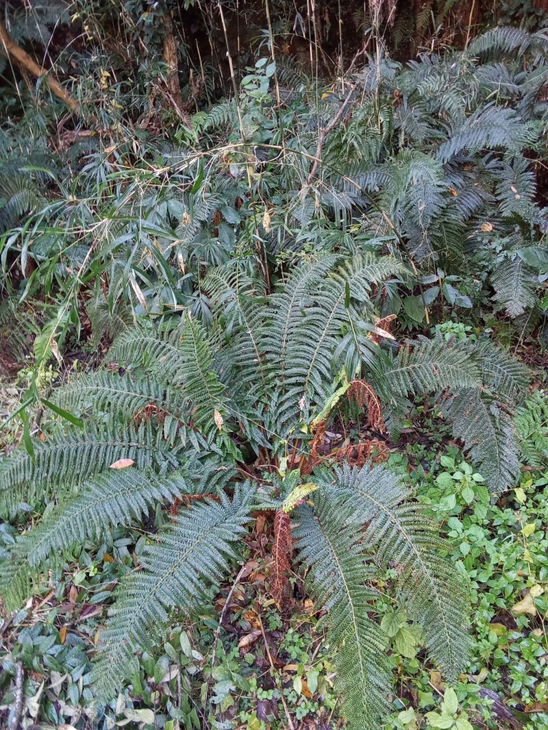 Polystichum fibrillosopaleaceum photo 2