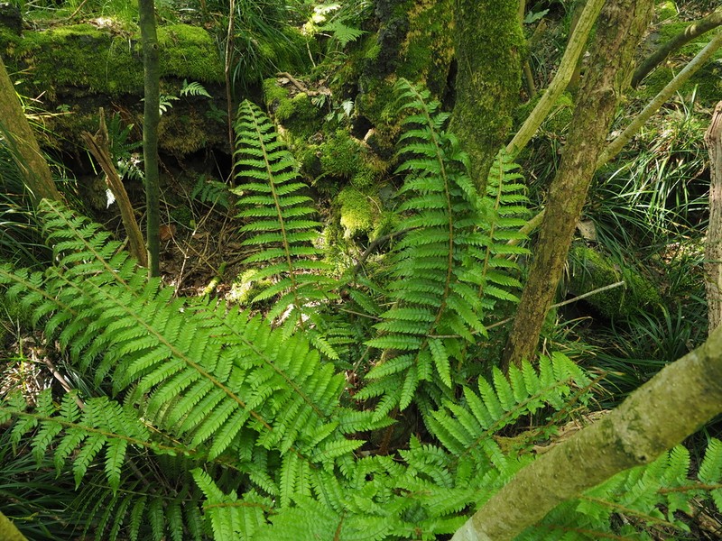 Polystichum fibrillosopaleaceum photo 3