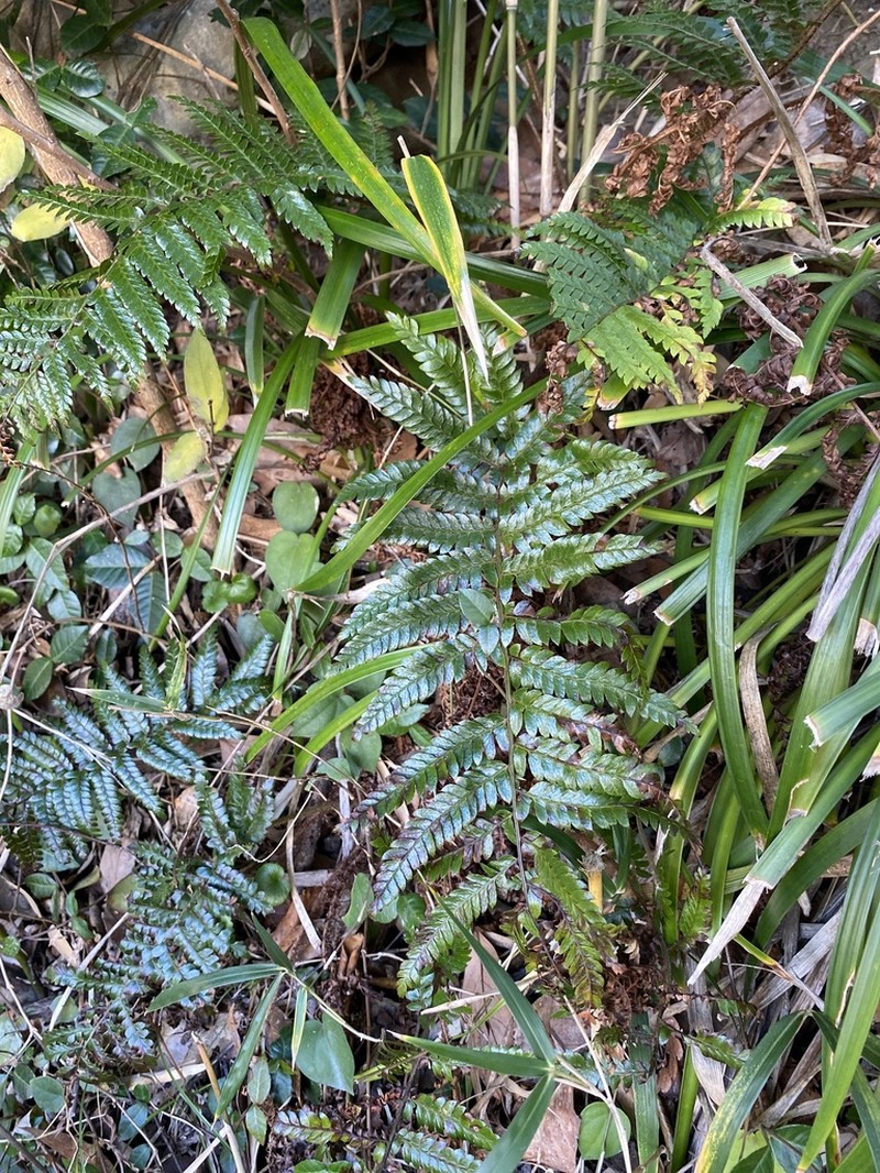 Polystichum fibrillosopaleaceum photo 4