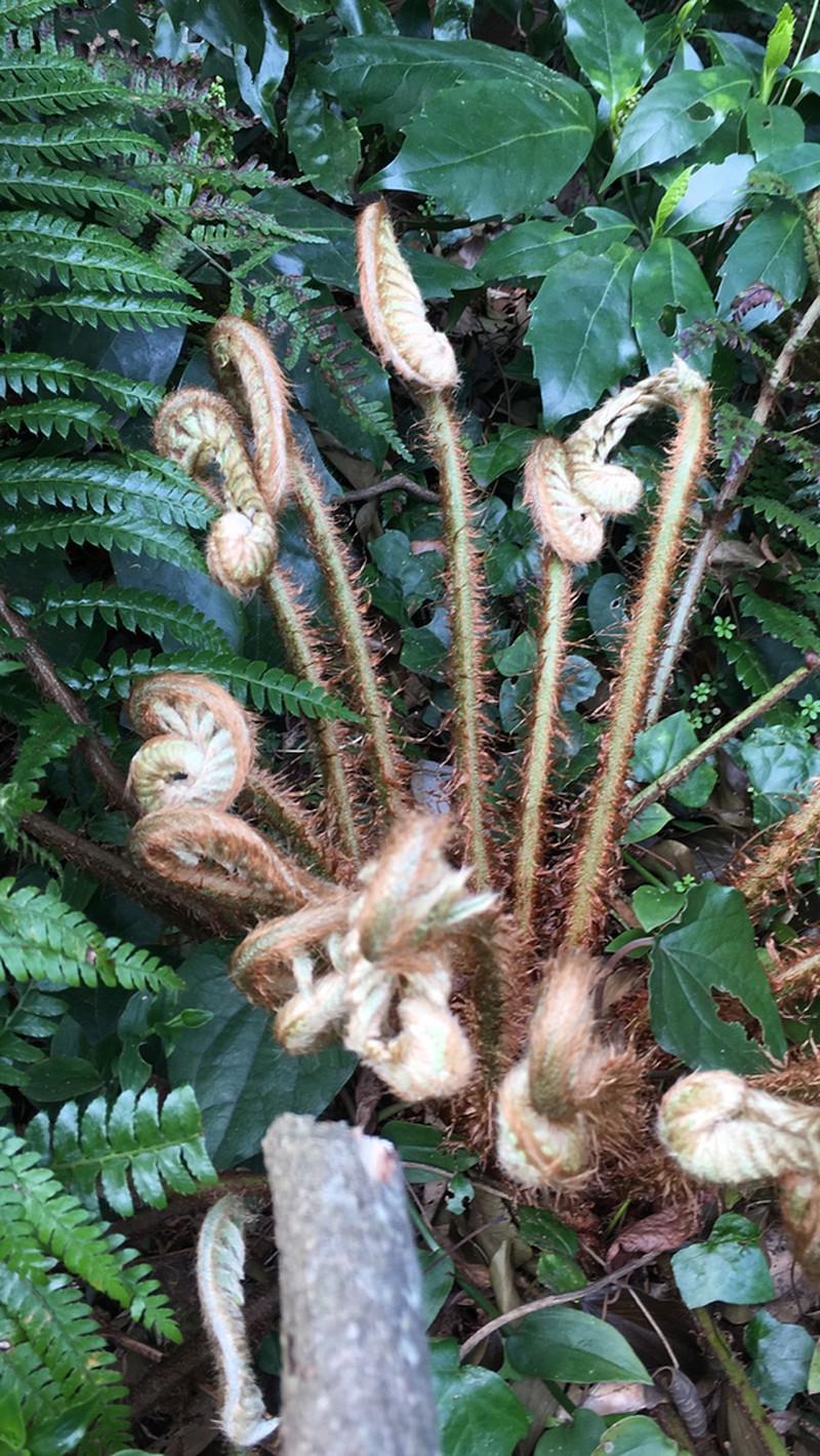 Polystichum fibrillosopaleaceum photo 5
