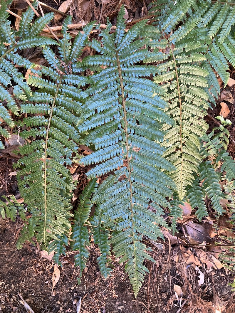 Polystichum fibrillosopaleaceum photo 6