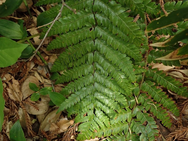 Polystichum fibrillosopaleaceum photo 7