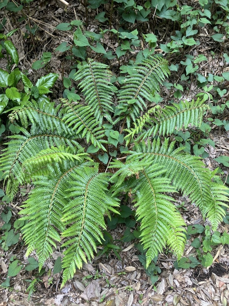 Polystichum fibrillosopaleaceum photo 8