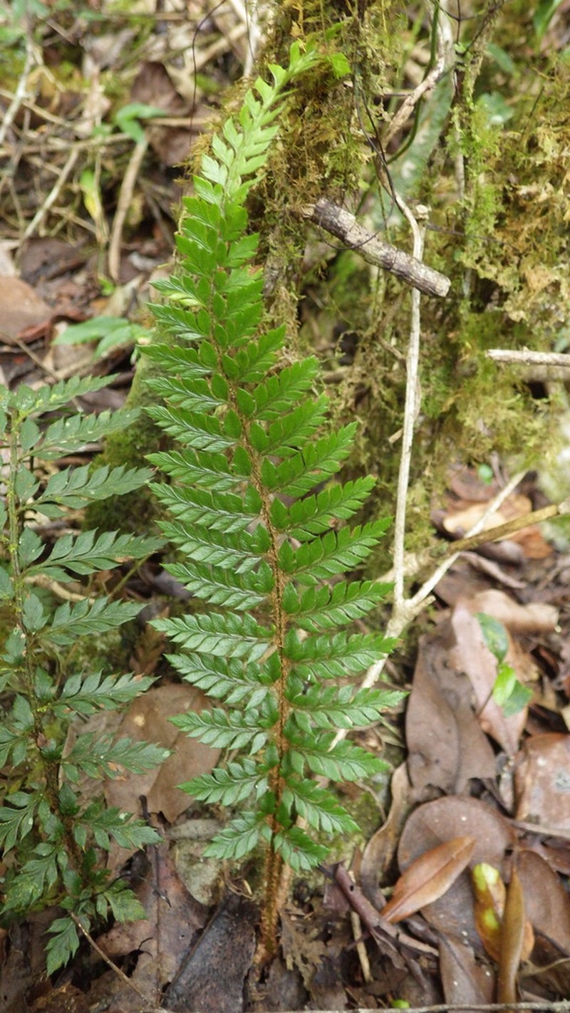 Polystichum filiorum