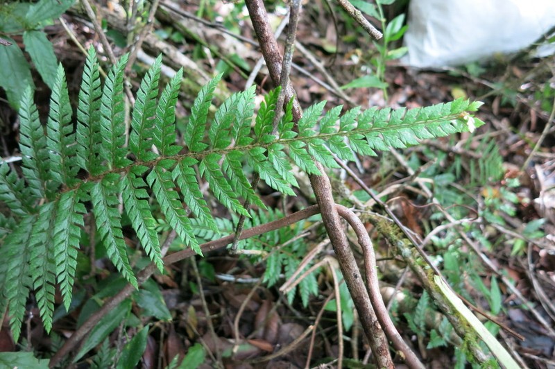 Polystichum filiorum photo 2