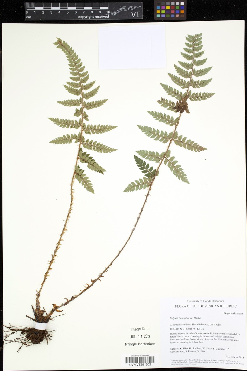 Polystichum filiorum photo 3