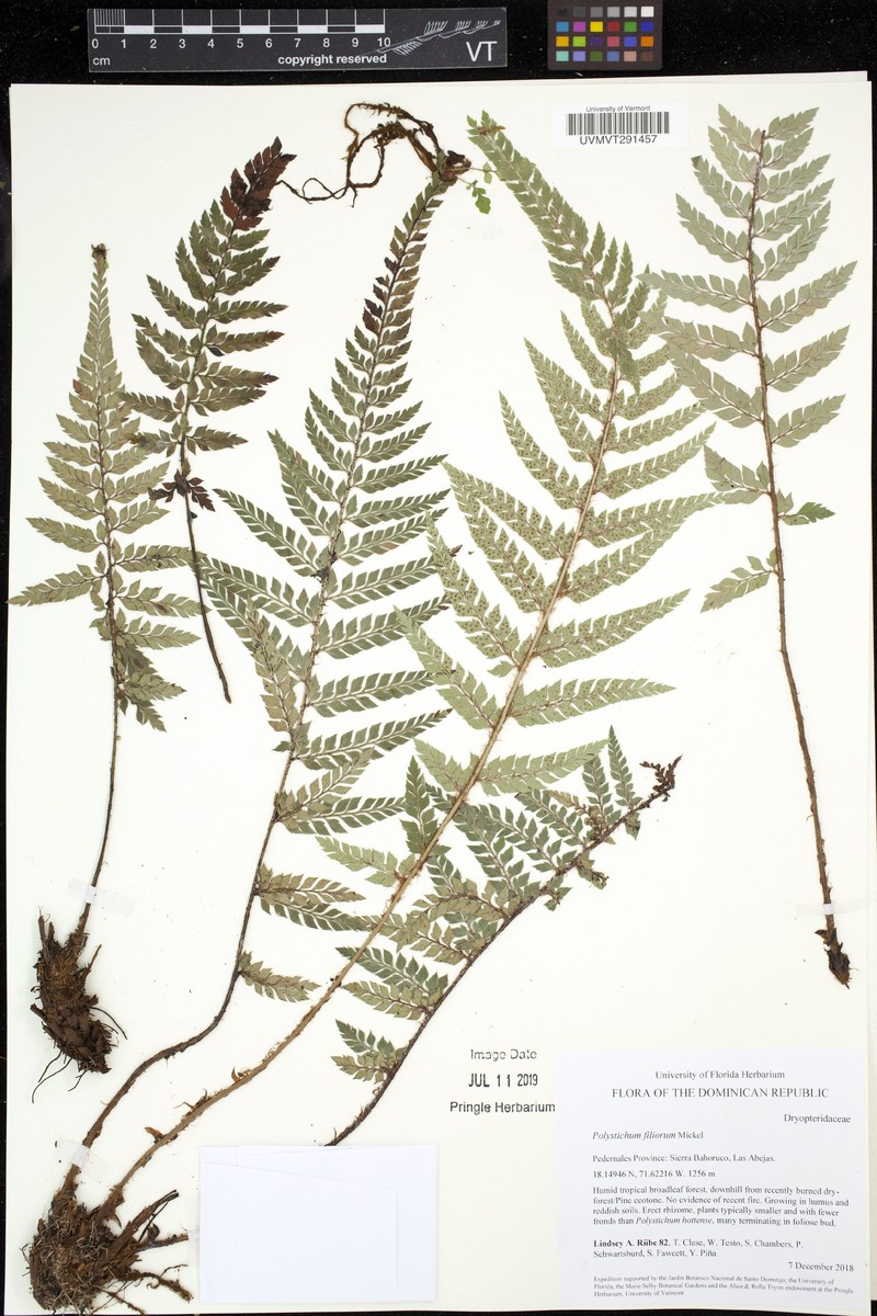Polystichum filiorum photo 4
