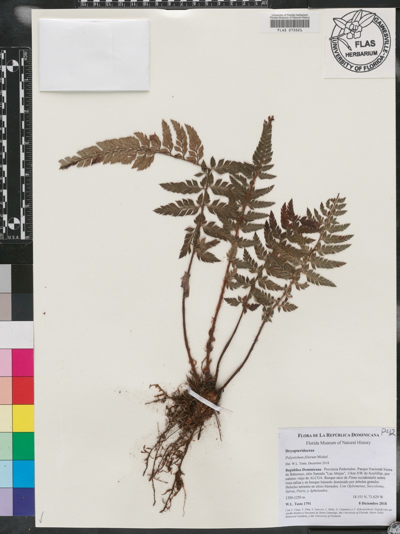 Polystichum filiorum photo 5
