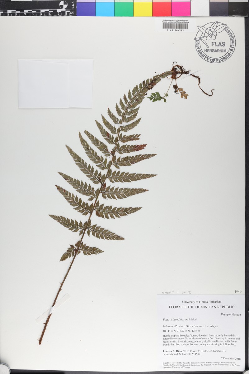 Polystichum filiorum photo 6