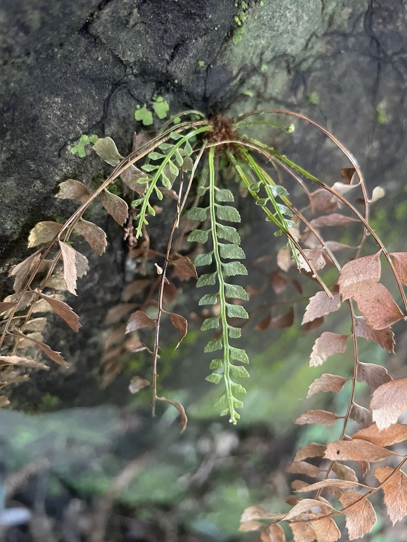 Polystichum formosanum