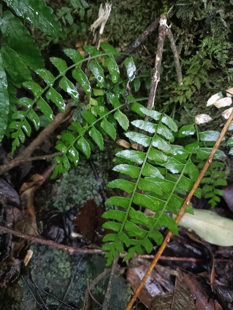 Polystichum formosanum photo 2