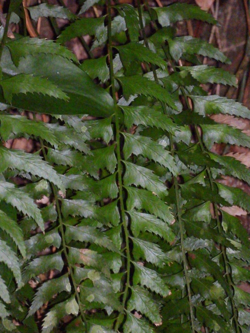 Polystichum formosanum photo 3