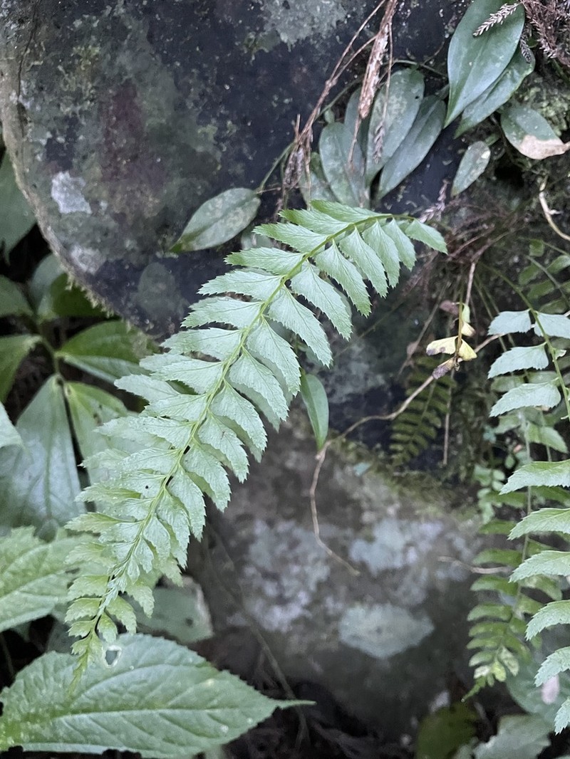 Polystichum formosanum photo 4