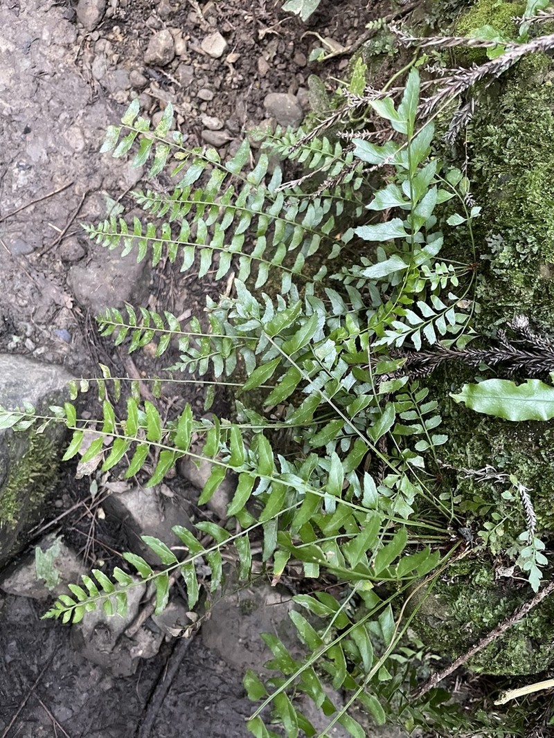 Polystichum formosanum photo 5
