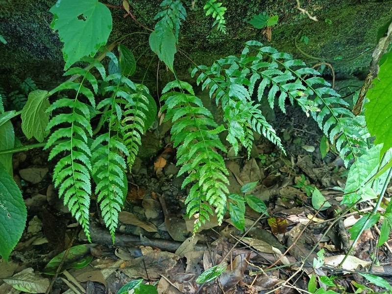 Polystichum formosanum photo 6