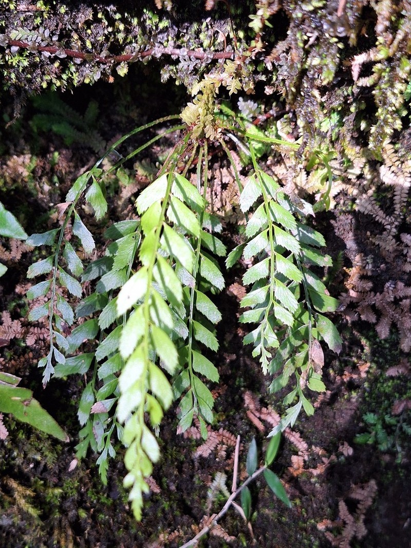 Polystichum formosanum photo 7